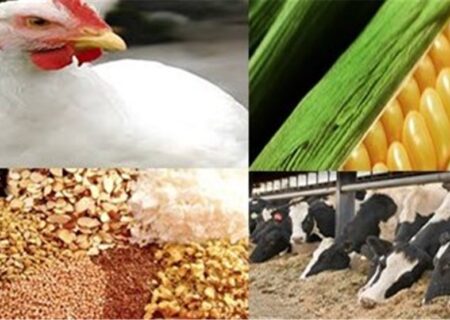 ۴.۷میلیون تن نهاده دامی دولتی در بنادر منتظر ترخیص