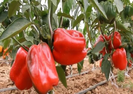 مدیریت آب با توسعه کشاورزی گلخانه‌ای