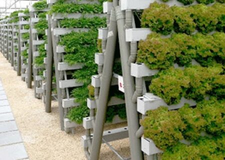 جدیدترین کشت گلخانه با گلهای معلق در هوا و غوطه‌ور در محلول