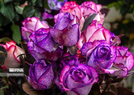 صادرات ۱۰.۴ میلیون دلاری گل و گیاهان زینتی در سال گذشته